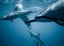 鲁尼：最佳队友C罗，现役最佳萨拉赫，梅西盘带最好